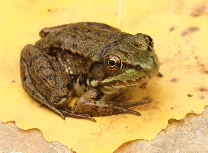 Green Frog